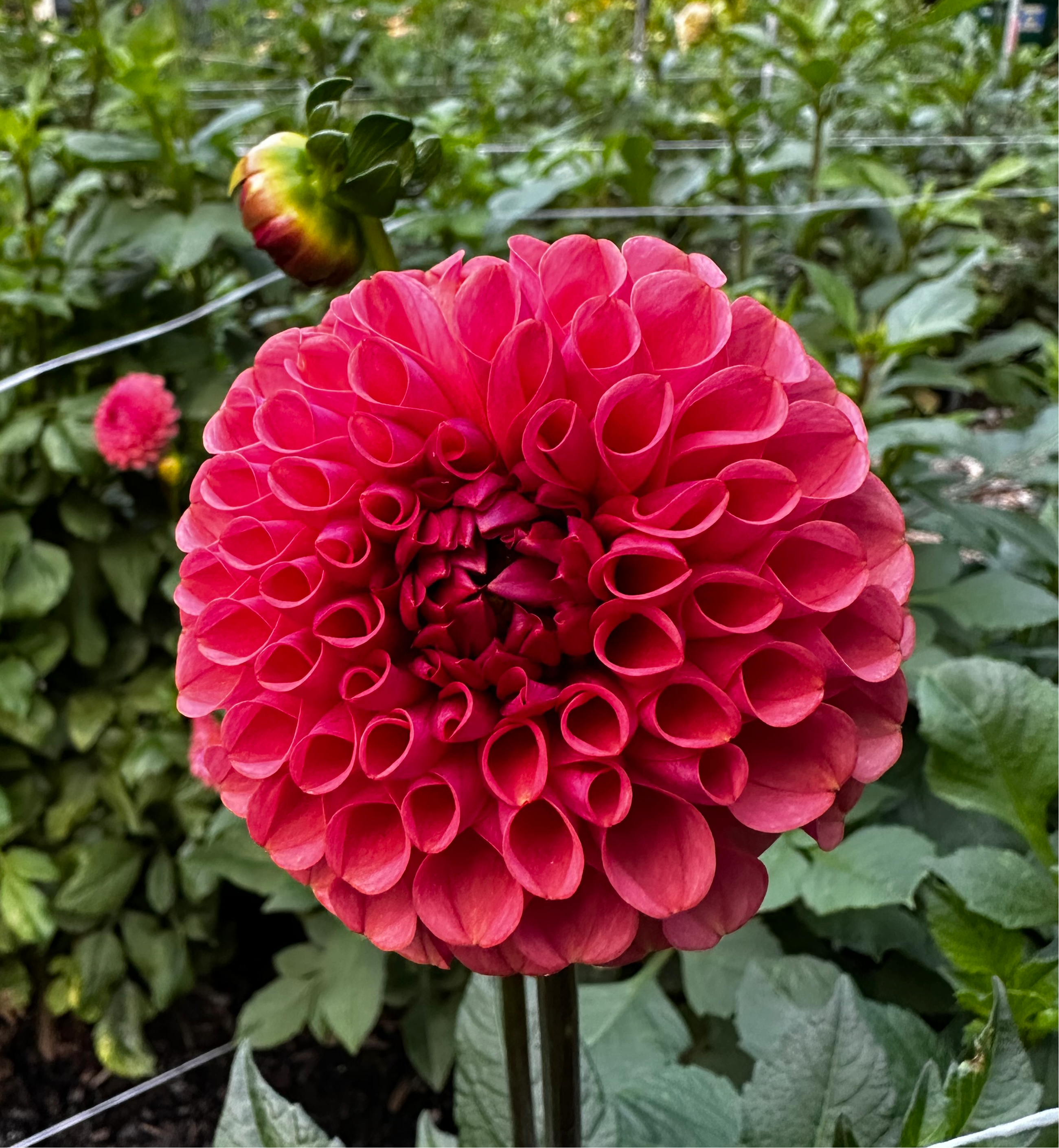 Ferncliff Rusty Stonewall Dahlias And Flower Farm LLC ferncliff-rusty-stonewall-dahlias-and-flower-farm-llc