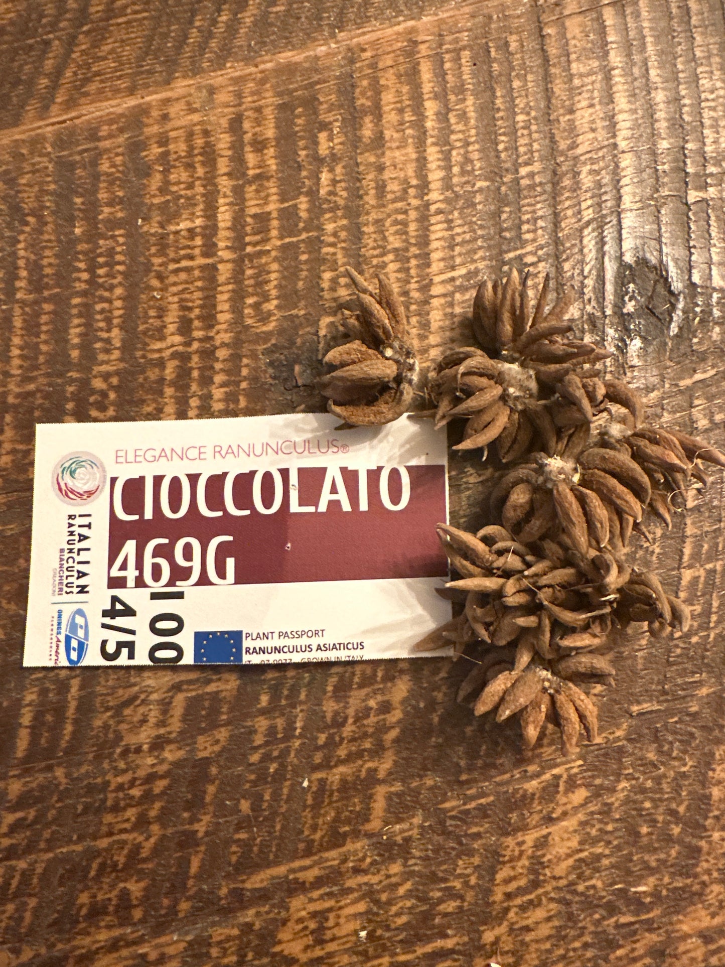 Ranunculus - Elegance Cioccolato