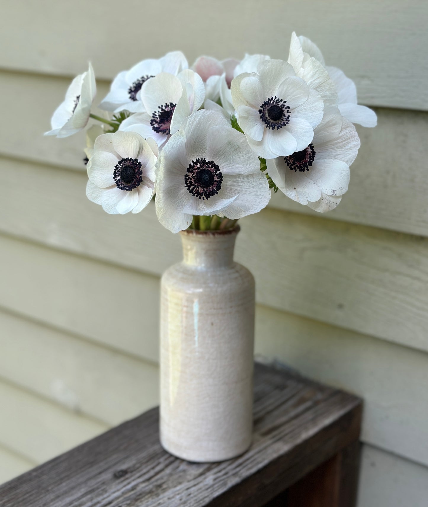 Anemone - Panda