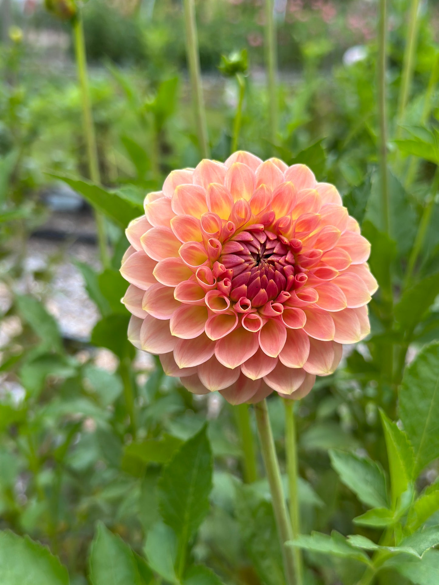 20th Ave Softer Peach