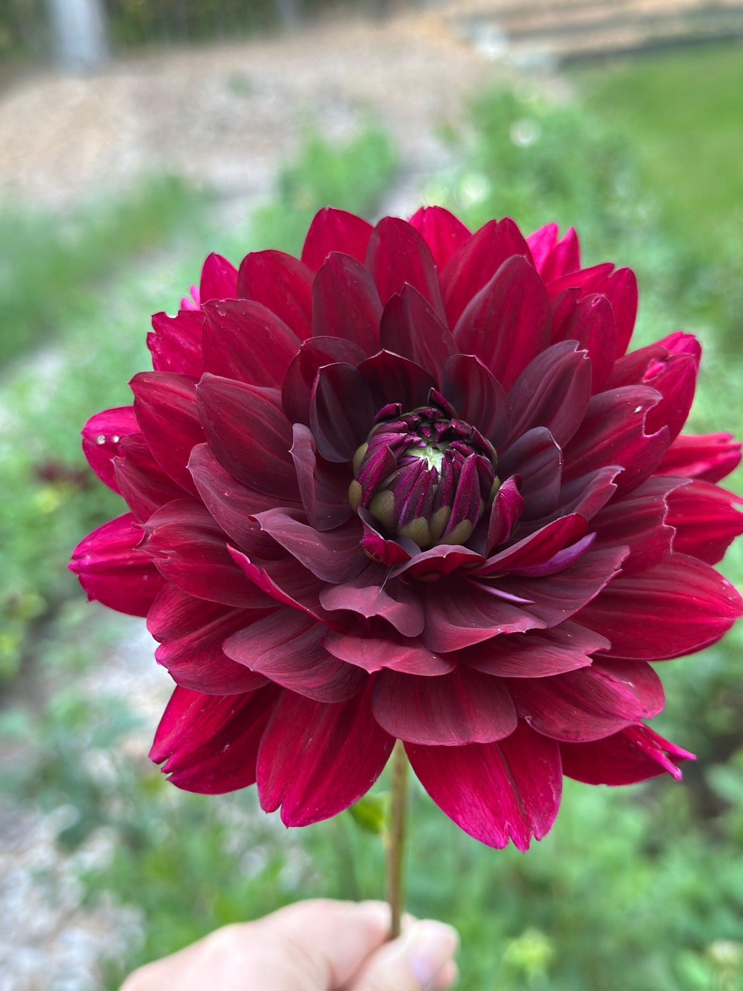 Hollyhill Black Widow