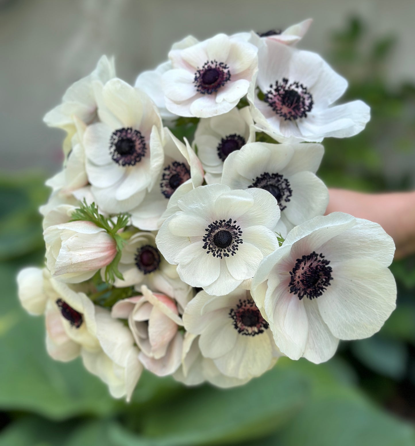 Anemone - Panda