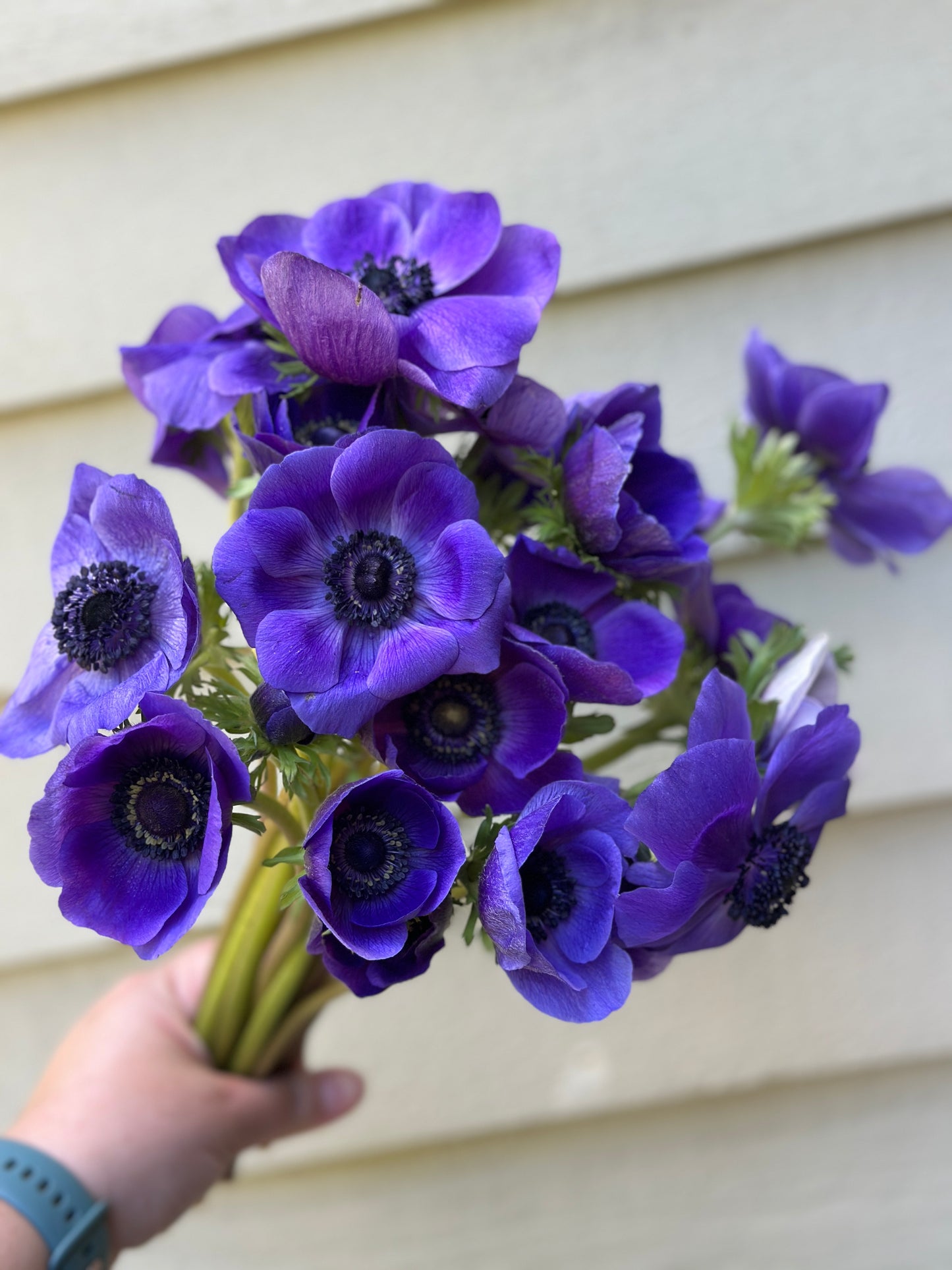 Anemone - Blue