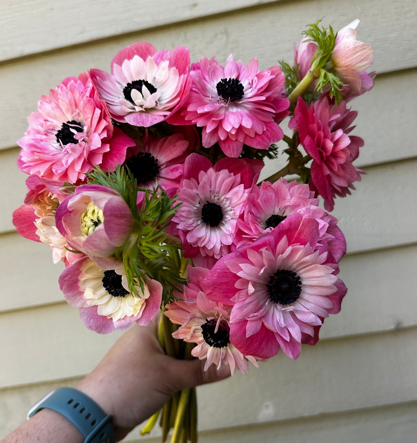 Anemone - Levante Rosa