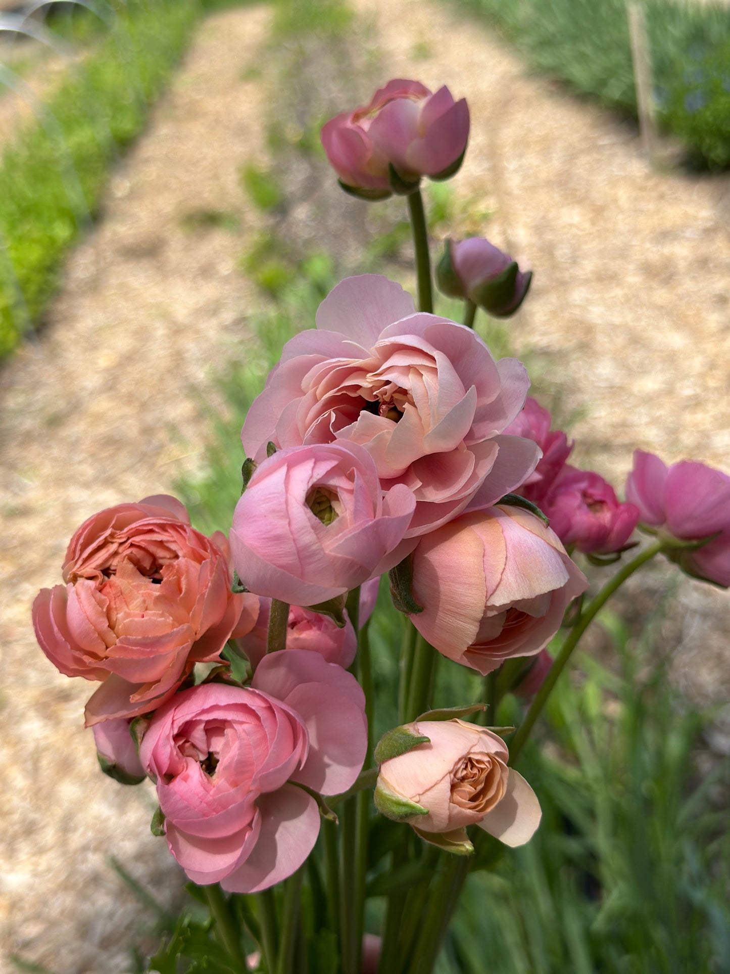 Ranunculus - Elegance Pink