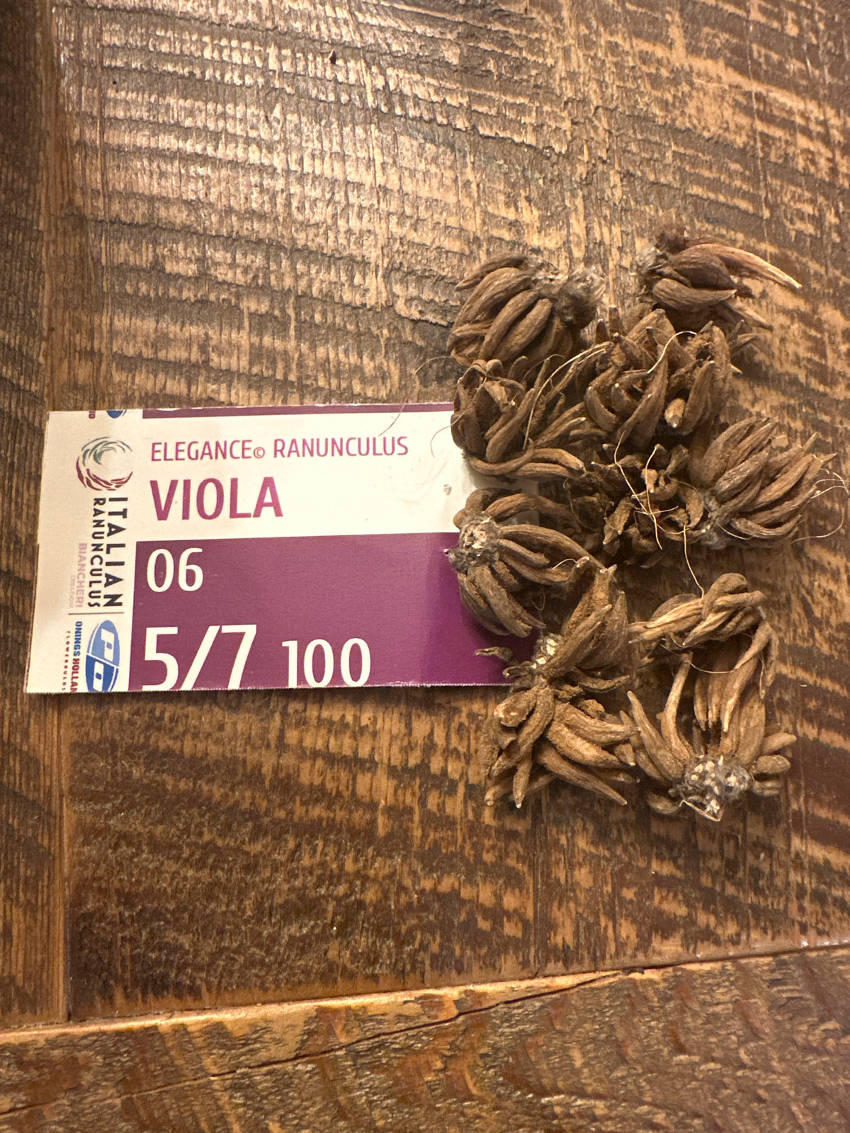 Viola Ranunculus Ranunculus - Elegance Viola – Stonewall Dahlias and Flower Farm, LLC