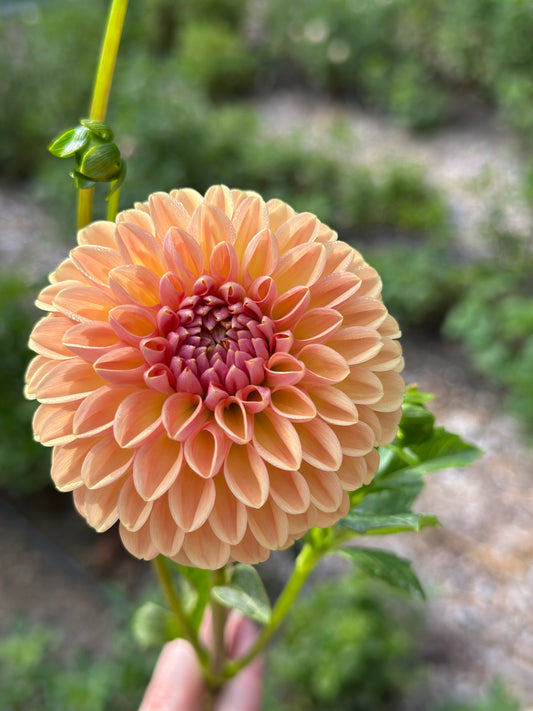 Valley Tawny