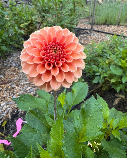 Rose Toscano