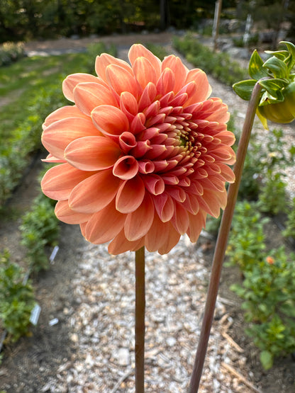 Rose Toscano