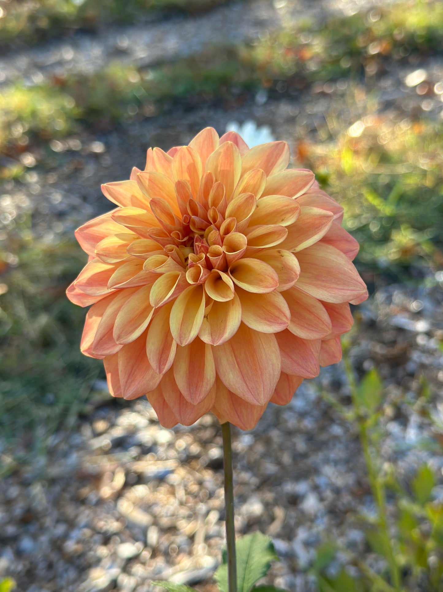 Ferncliff Copper