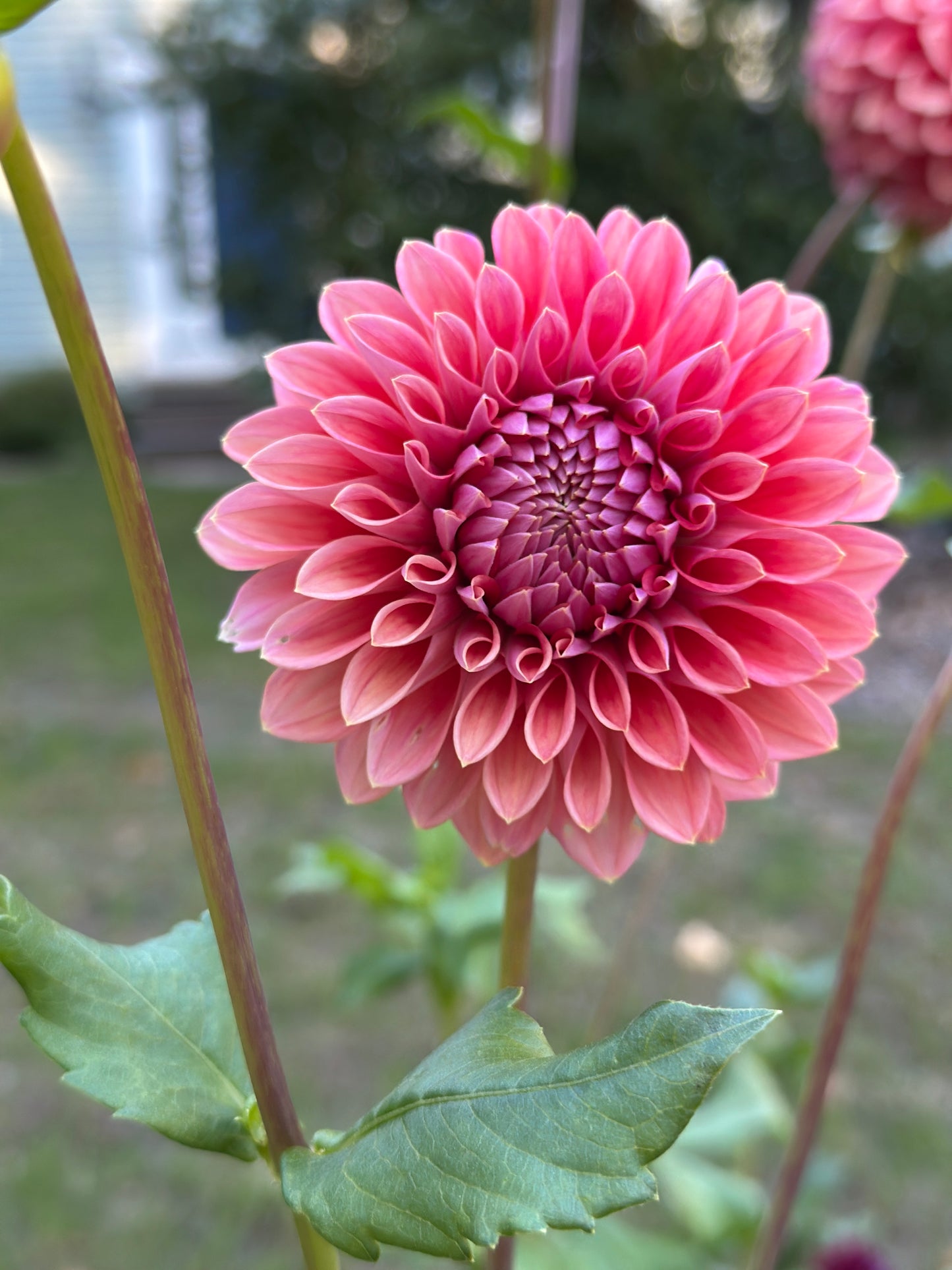 Lee's Coral Enigma