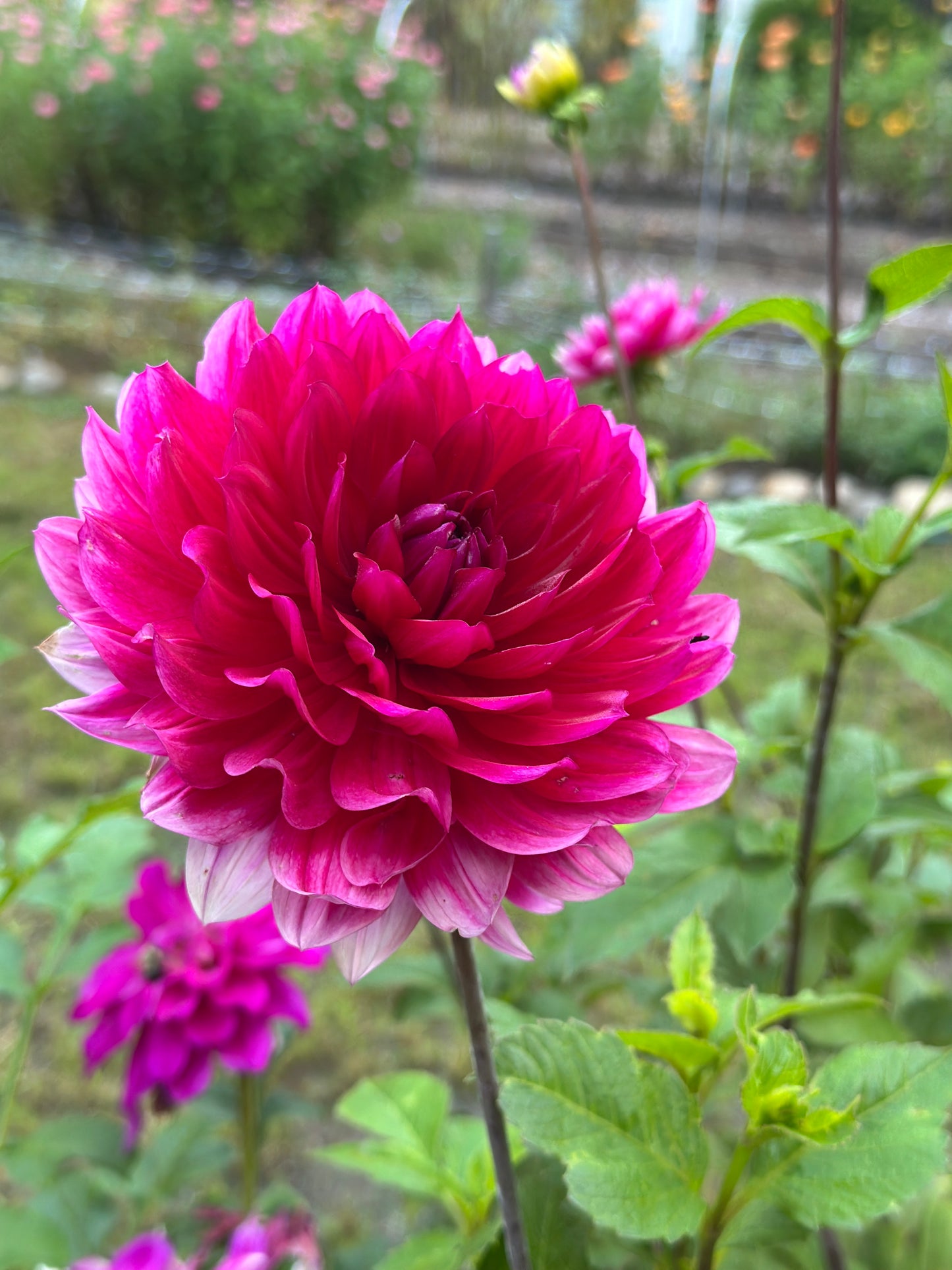 Hollyhill Pandora