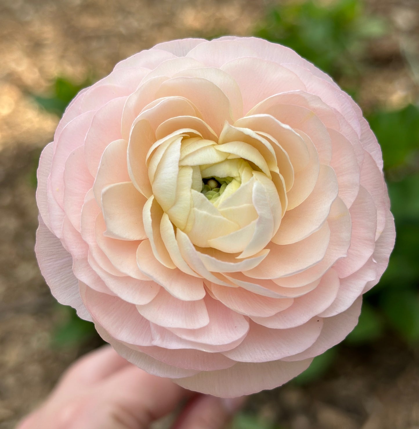 Ranunculus - Elegance La Dolce Vita