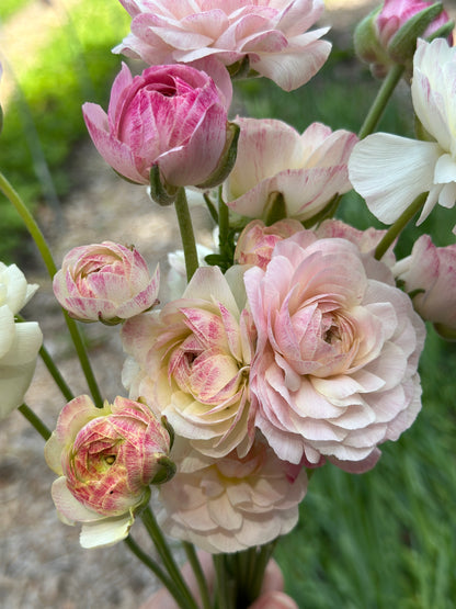 Spring CSA (4 weeks)