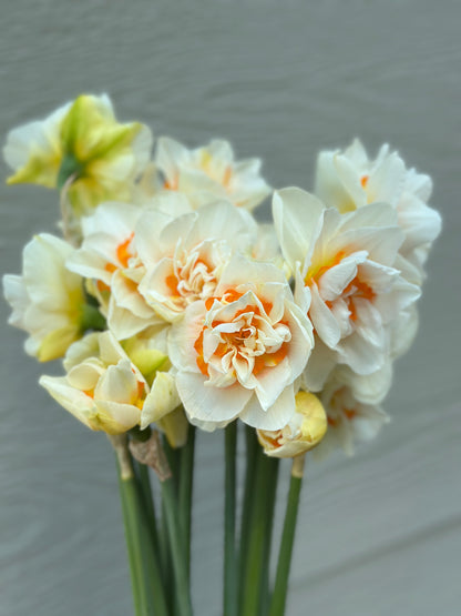 Spring CSA (4 weeks)