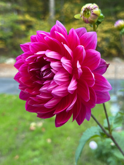 Hollyhill Pandora