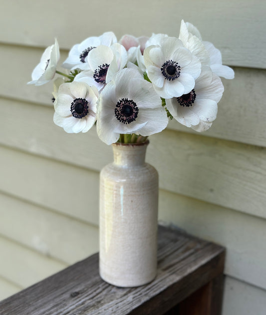 Anemone - Panda