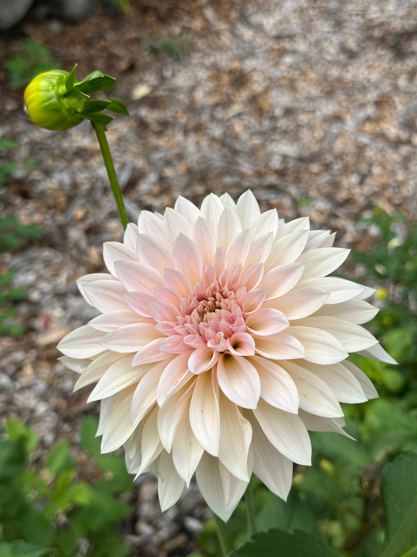 Cafe Au Lait Mini