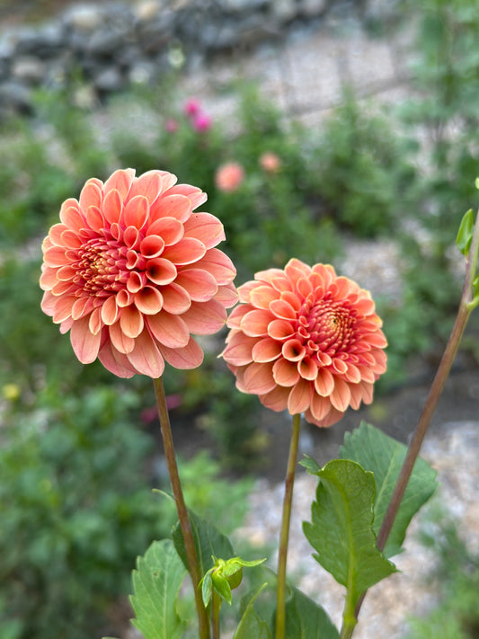 Rose Toscano