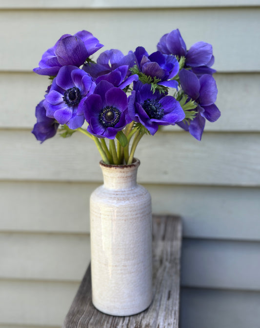 Anemone - Blue