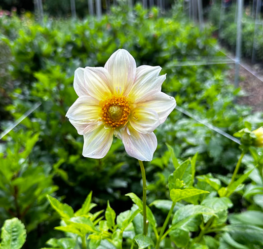 Apple Blossom