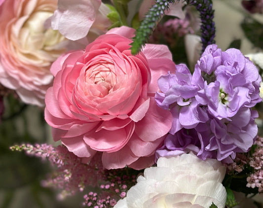 Ranunculus - Elegance Pink