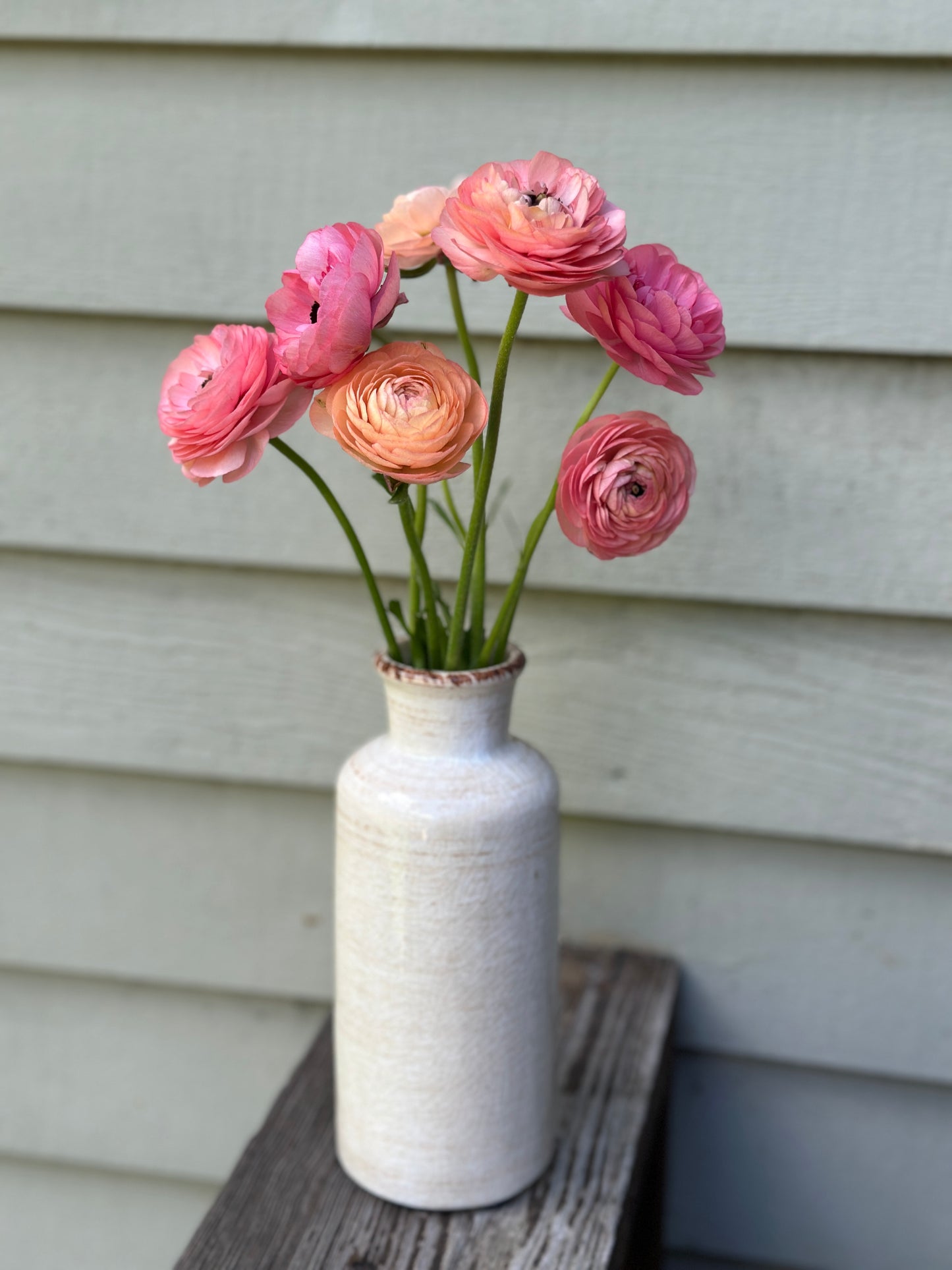 Ranunculus - Elegance La Dolce Vita