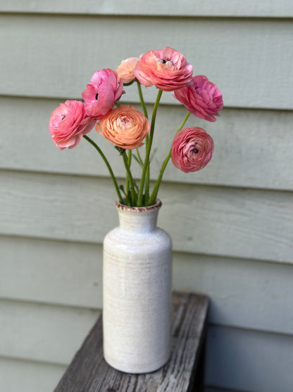 Ranunculus - Elegance La Dolce Vita