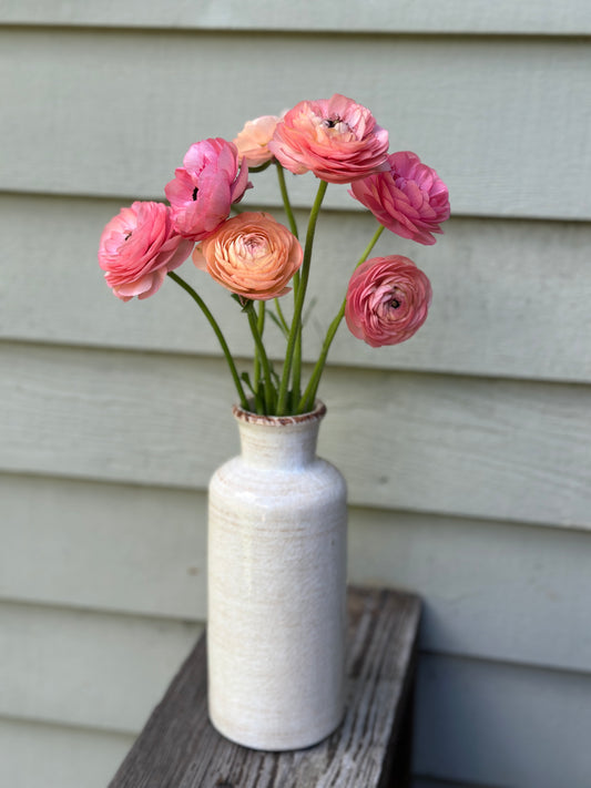 Ranunculus - Elegance La Dolce Vita