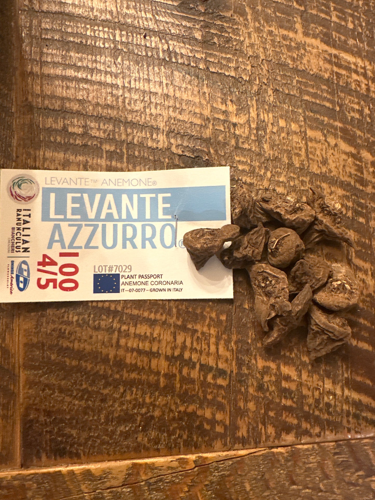 Anemone - Levante Azzurro