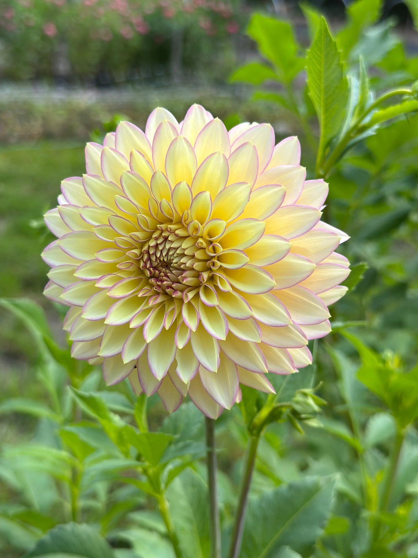 Bloomquist Blush