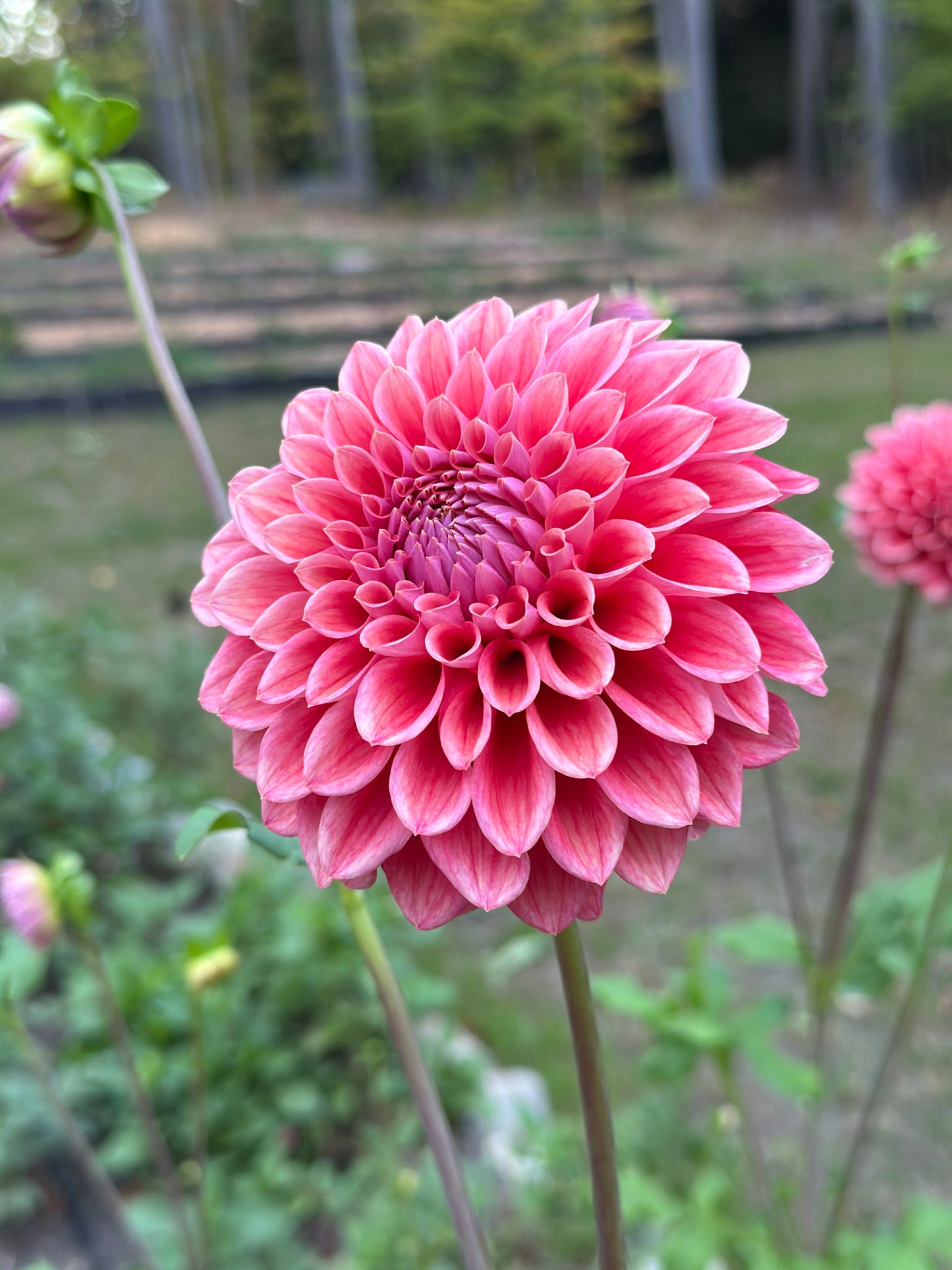 Lee's Coral Enigma
