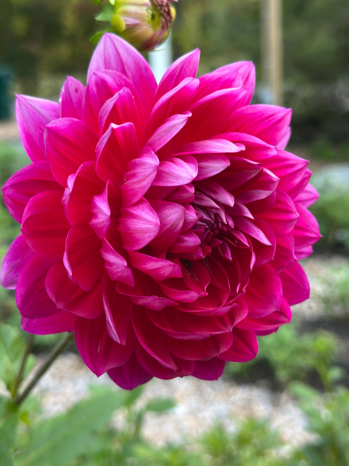 Hollyhill Pandora