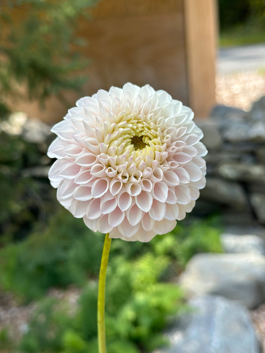 Pink Pearl