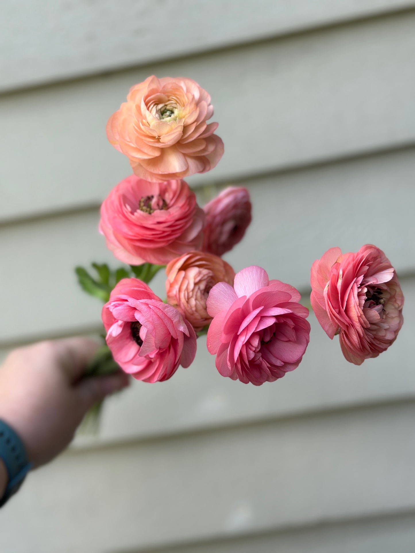 Ranunculus - Elegance La Dolce Vita
