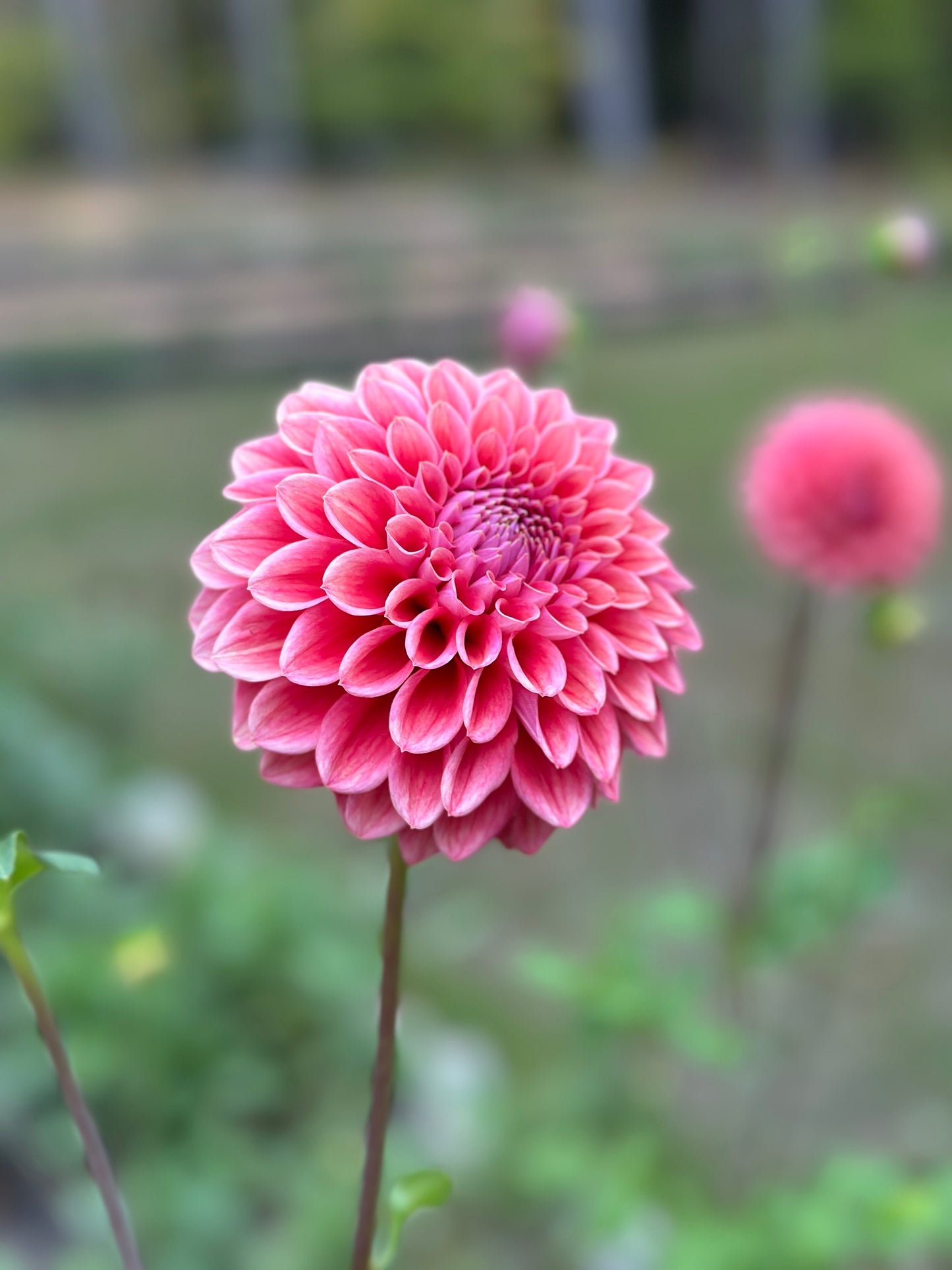 Lee's Coral Enigma