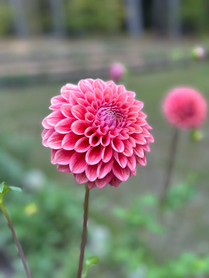 Lee's Coral Enigma