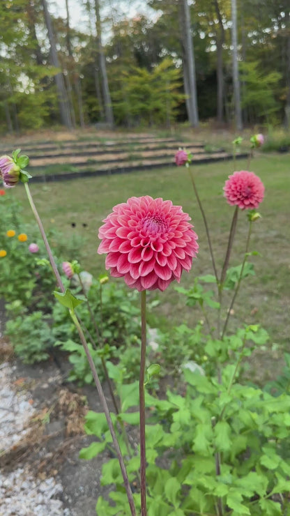 Lee's Coral Enigma